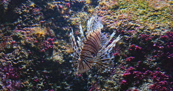一般的なライオン魚 ポルテオボリタン 金星のスペクシー 大人の水泳 — ストック写真