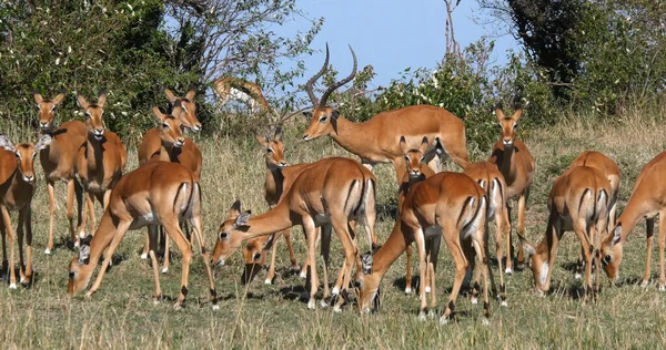 Impala Aepyceros Melampus Masculino Fêmeas Masai Mara Park Quênia Imagens De Bancos De Imagens