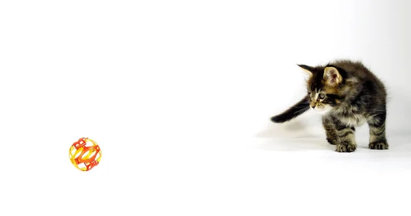 Коричневая Кошка Тэбби Мэйн Кун Котенок Играющий Белом Фоне Норри — стоковое фото