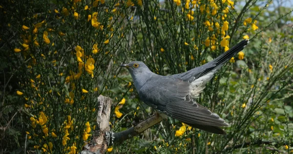 Cuckoo Guguk Kuşu Dalda Duran Yetişkin Fransa Normandiya - Stok İmaj