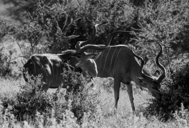 Büyüleyici siyah-beyaz bir görüntü. Kudu antilopları büyüleyici bir doğal ortamda zarafetle hareket ediyorlar.