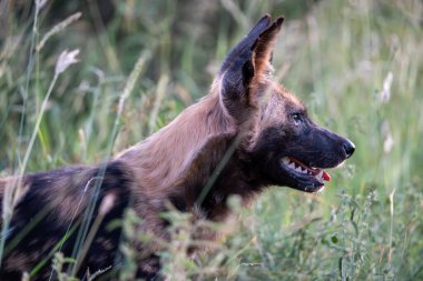 Çarpıcı vahşi bir köpek yemyeşil otlaklarda sinsice dolaşıyor, benzersiz özelliklerini ve hareketli çevresini sergiliyor..