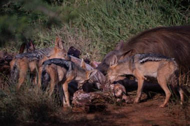 Cana yakın bir grup çakal güzel bir ortamda leşleri temizler ve ilginç vahşi yaşam davranışlarını ön plana çıkarırlar.