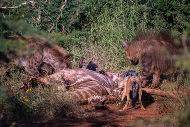 Sırtlanlar, habitatlarında zebra leşini yiyerek vahşi etkileşimlerini ön plana çıkarırken görülürler.