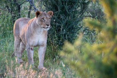 Göz kamaştırıcı bir dişi aslan, akşam ışığının yumuşak parıltısında güneşlenirken verimli otlaklarda zarifçe dolaşır.