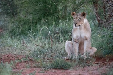 Huzurlu ve dingin bir dişi aslan, doğal ortamının yemyeşil yeşillikleri arasında huzur içinde yatar.