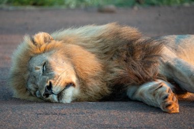 Huzurlu ve huzurlu bir aslan sıcak zeminde uzanır, savananın besleyici güneş ışığıyla ıslanır.