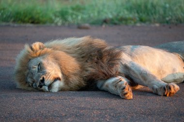 Huzurlu ve görkemli bir aslan, doğal ve güzel ortamında yumuşak zeminde huzur içinde uyuyor.