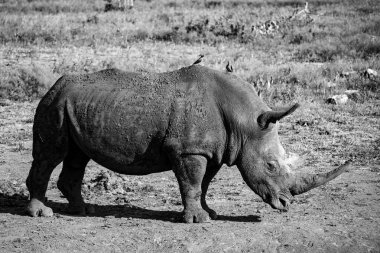 Çarpıcı siyah beyaz bir fotoğraf görkemli bir gergedanı doğal ortamında huzur içinde otlarken gösteriyor.