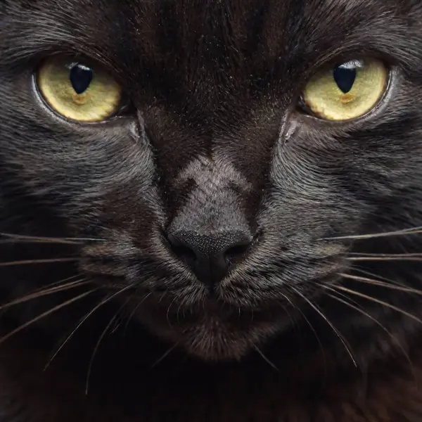 Close Portrait Beautiful Black Cat Green Eyes — Foto de stock gratuita