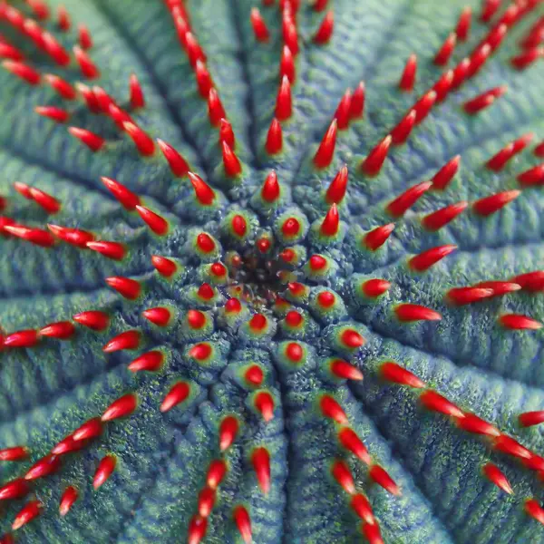Beautiful View Underwater Plant — Ücretsiz Stok Fotoğraf