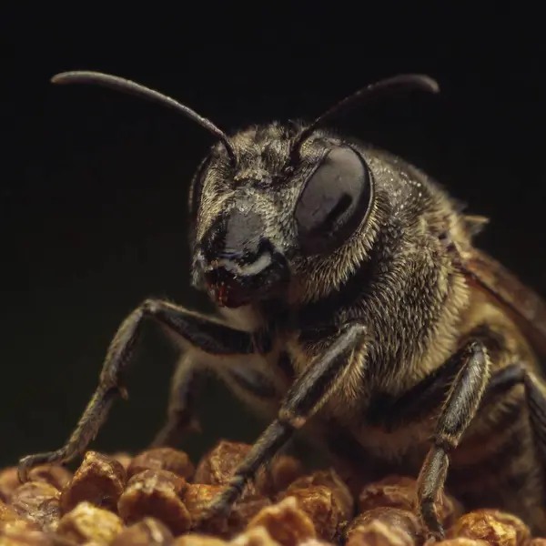 Macro Shot Bee Black Background — Foto de stock gratuita