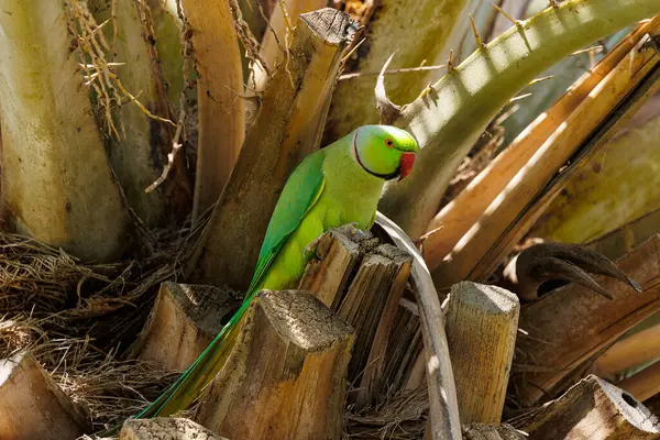 stock image Indian ring-necked, birds, exotic, cute, close up