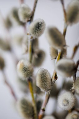 Soft Fuzzy Pussy Willow Branches on a Neutral Background, Spring,Easter