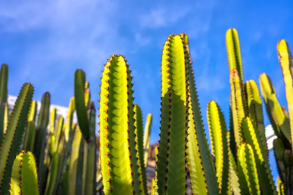 Mavi Gökyüzüne karşı Parlak Yeşil Kaktüs Bitkileri. Yüksek kalite fotoğraf, güneşli bir günde parlak mavi gökyüzüne uzanan sivri dikenli yüksek yeşil kaktüslerin alçak açılı görüntüsü.. 