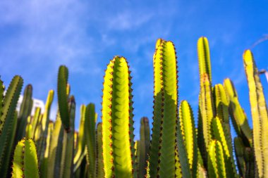 Mavi Gökyüzüne karşı Parlak Yeşil Kaktüs Bitkileri. Yüksek kalite fotoğraf, güneşli bir günde parlak mavi gökyüzüne uzanan sivri dikenli yüksek yeşil kaktüslerin alçak açılı görüntüsü.. 