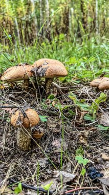 Koca bir mantar çayırı dolusu kavak ağacı, büyük ve küçük. Mantar topluyorum. Yaz, sonbahar, mantar mevsimi, hasat. Mantar bulmak için orman yürüyüşü. Çimenlerde bir sürü güzel mantar var. 