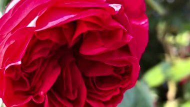 Muhteşem bir kırmızı gül, büyük bir gül çalısı bir apartmanın duvarını süslüyor. Terry Rose, bir çalılığa yakın çekim, yavaş çekim makro fotoğrafçılık. Bahçıvanların ve çiçekçilerin rüyası. 4k 