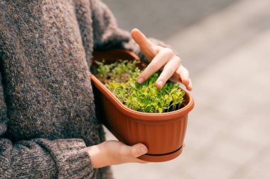Taze mikroyeşilliklere yakın çekim ve bir erkek çocuğu doğal ışık altında. Yüksek kalite fotoğraf