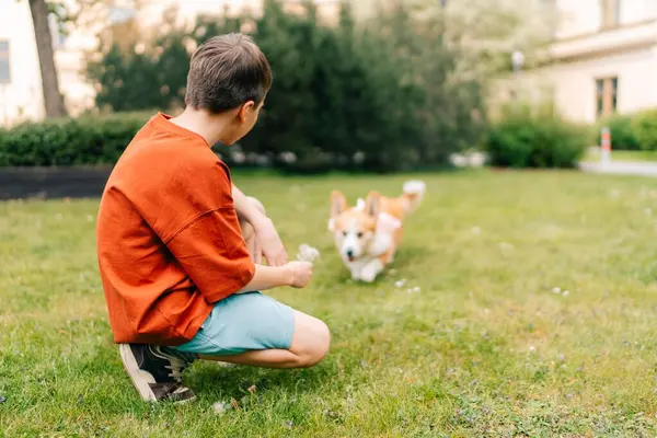 Genç çocuk yazın bahçede bir corgi köpeğiyle karahindiba çiçekleriyle oynuyor. Yüksek kalite fotoğraf