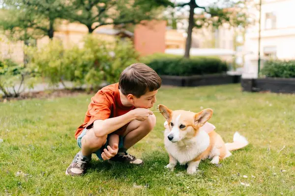 Genç çocuk yazın bahçede bir corgi köpeğiyle karahindiba çiçekleriyle oynuyor. Yüksek kalite fotoğraf