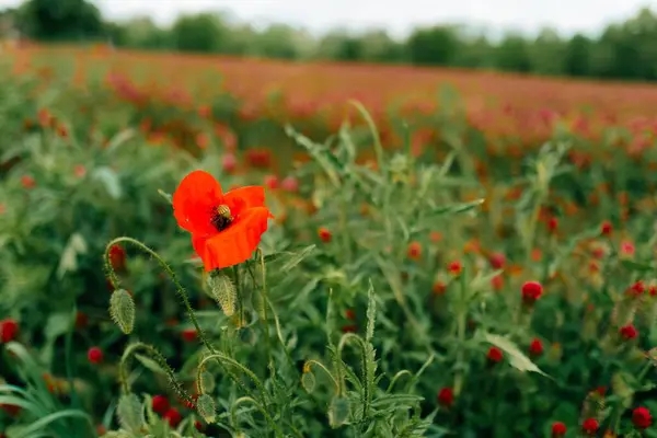 Stock image Red poppy among clover flowers on a green field. High quality photo