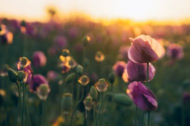 Güneş batarken mor gelincikler. Yüksek kalite fotoğraf