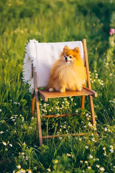 Pomeranian Spitz gülümser ve tahta bir masanın üzerinde bir tarlada oturur. Yüksek kalite fotoğraf