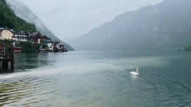 Bir kuğu Avusturya 'da bir dağ gölünde yüzer. Yüksek kalite 4k görüntü