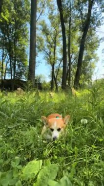 Corgi köpeği yazın ormanda yatarken çimen çiğniyor. Yüksek kalite 4k görüntü