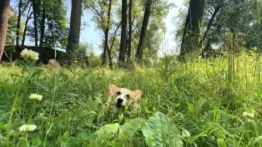 Corgi köpeği yazın ormanda yatarken çimen çiğniyor. Yüksek kalite 4k görüntü