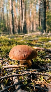 Uzak kuzeydeki bir çam ormanında mantar mantarı. Yüksek kalite fotoğraf