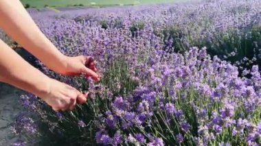 Birkaç lavanta çiçeği kesen genç bir kadın, tarım hasadı. Yüksek kalite 4k görüntü