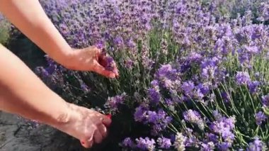 Genç kadınların elleri lavanta çiçeklerini kesip sepete koyuyor. Yüksek kalite 4k görüntü