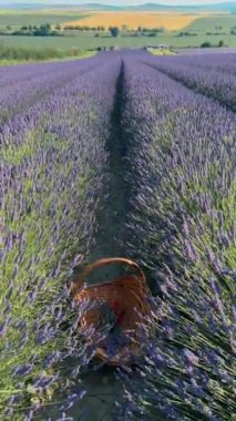 Tarlada lavanta çiçekleri olan sepet, tarım ürünleri hasat etmek. Yüksek kalite 4k görüntü