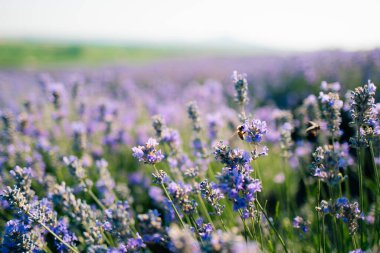 Mor lavanta çiçeklerinde arı sineklerine yakın dur. Yüksek kalite fotoğraf