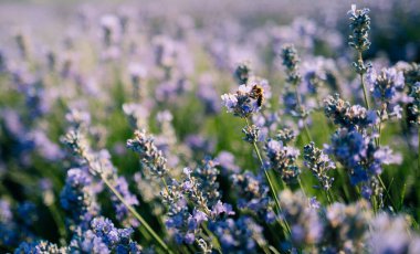 Bir arı lavanta tarlasında bal nektarı toplar. Yüksek kalite fotoğraf