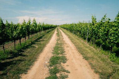 Yazın güneşli bir günde yeşil üzüm bağlarından geçen kumlu bir yol. Yüksek kalite fotoğraf