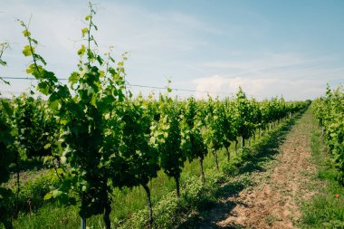 Çek Cumhuriyeti 'nde bir şaraphanenin yakınındaki üzüm bağları. Yüksek kalite fotoğraf
