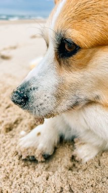 Kürklü bir Corgi, kumlu bir sahilde huzur içinde güneşli bir günde dinleniyor.