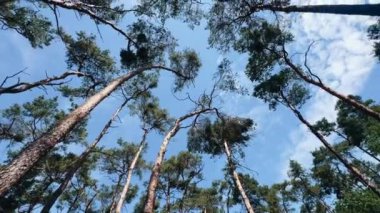 Yoğun bir orman manzarasında canlı mavi bir gökyüzüne siluet döken uzun çam ağaçlarına hayran kaldım.