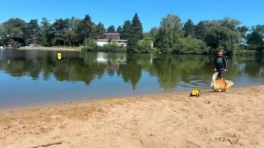 Corgi köpeği göl kenarındaki kumsalda mutlu ve neşeli bir şekilde koşar. Yüksek kalite 4k görüntü