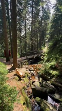 Altın bir köpek, dere ve köprünün yanındaki gür bir ormanda huzur içinde doğanın tadını çıkararak huzur ve yeşil orman manzarası yaratıyor.