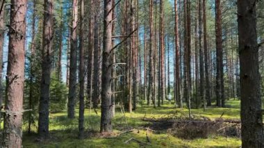 Bir büyükanne ve torunu kuzeydeki bir çam ormanında mantar topluyor ve huzurlu bir doğal ortam yaratıyorlar..