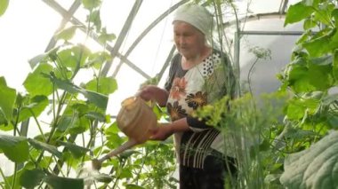 Doğal ışık altında serada çiçekleri sulayan kıdemli bir kadın bahçe işlerine kendini adamış.