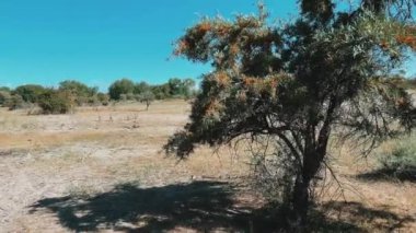 Issız bir ağaç tek başına duruyor, açık mavi gökyüzünün altındaki kuru ve kurak arazi üzerinde uzun bir gölge bırakıyor.