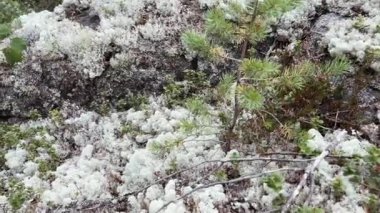 Canlı ve genç çam ağaçlarının harmonik bir şekilde bir arada yaşadığı, lişe kaplamalı manzaralı bir manzara.