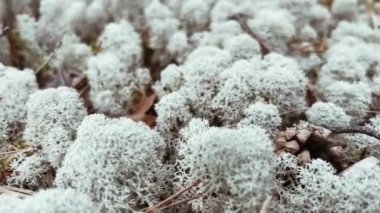 Güzel bir makro manzara, orman yüzeyinde gelişen yumuşak, beyaz liken kümelerini gösteriyor.