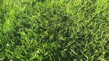 Canlı, yemyeşil çimenler zemini kaplıyor. Doğanın tazeliğini sergiliyor.