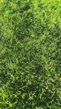 Bir bahar günü rüzgarda uçuşan yeşil tüylü çimenler. Yüksek kalite 4k görüntü